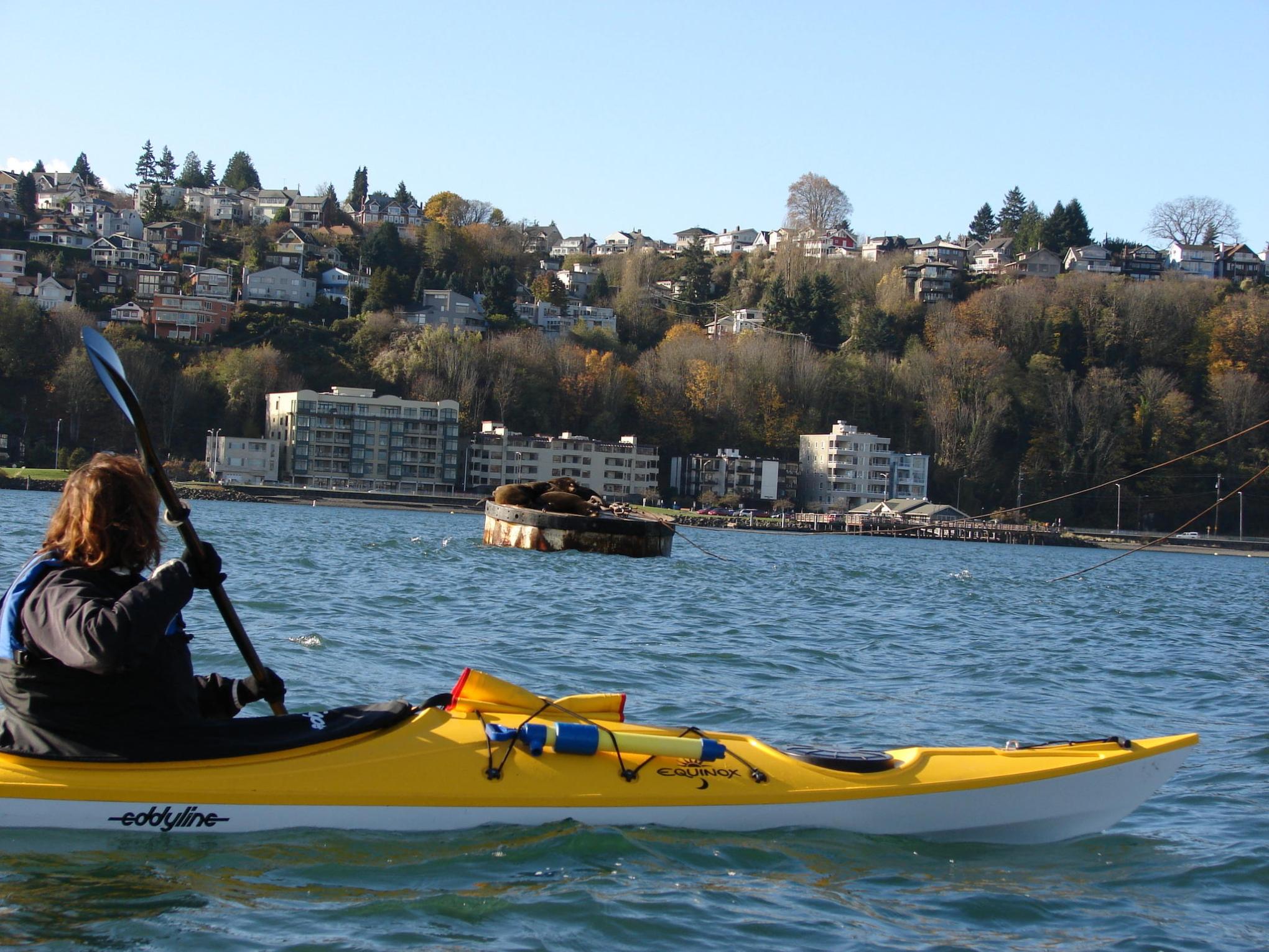 Woman staring at sea lions from a kayak