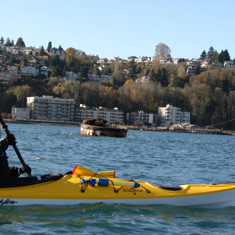 Woman staring at sea lions from a kayak